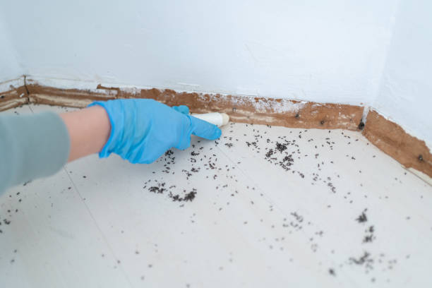 Professional Pest Control in Jackson, OH